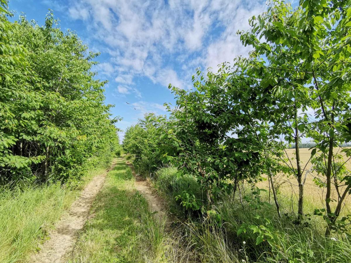 Waldblick Vom Naturhof Usedom Bannemin